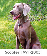 My Dog